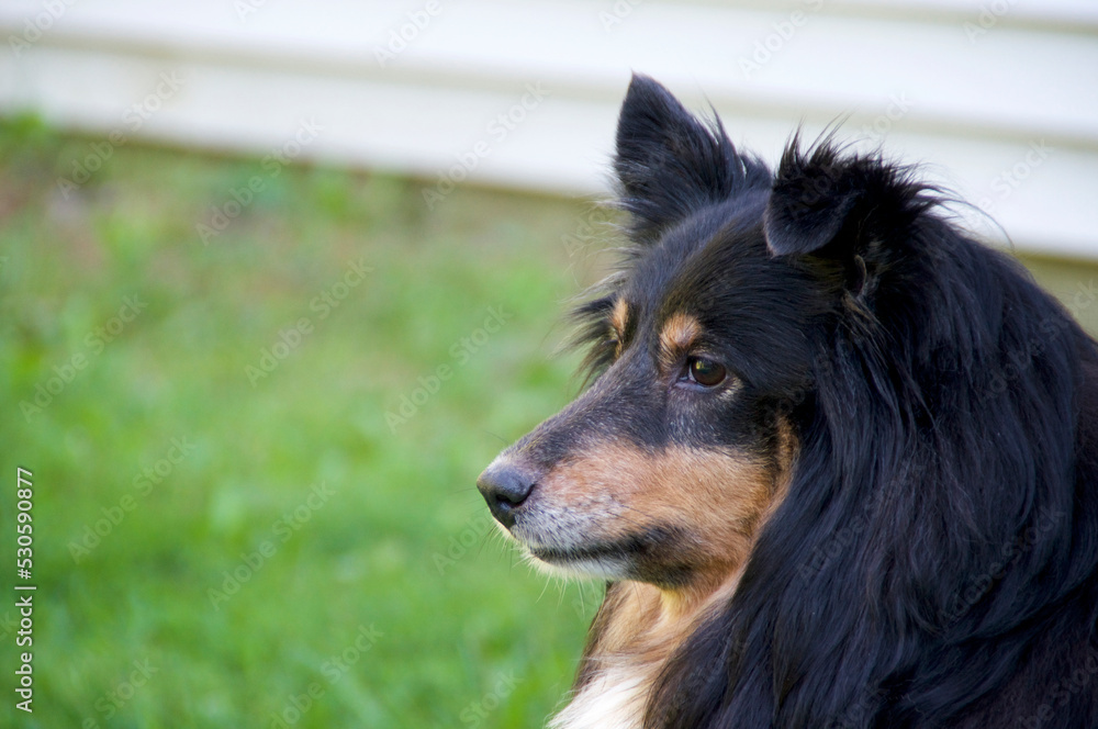 Fototapeta premium Profile Portrait of beautiful black, tan, and white Shetland Sheepdog, also known as a Sheltie, a herding dog is looking away laying on grass.