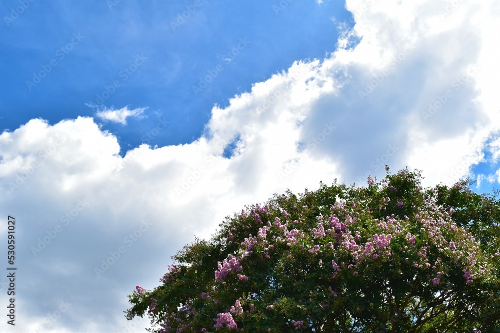 Obraz premium 植物園の百日紅、夏空の白い雲