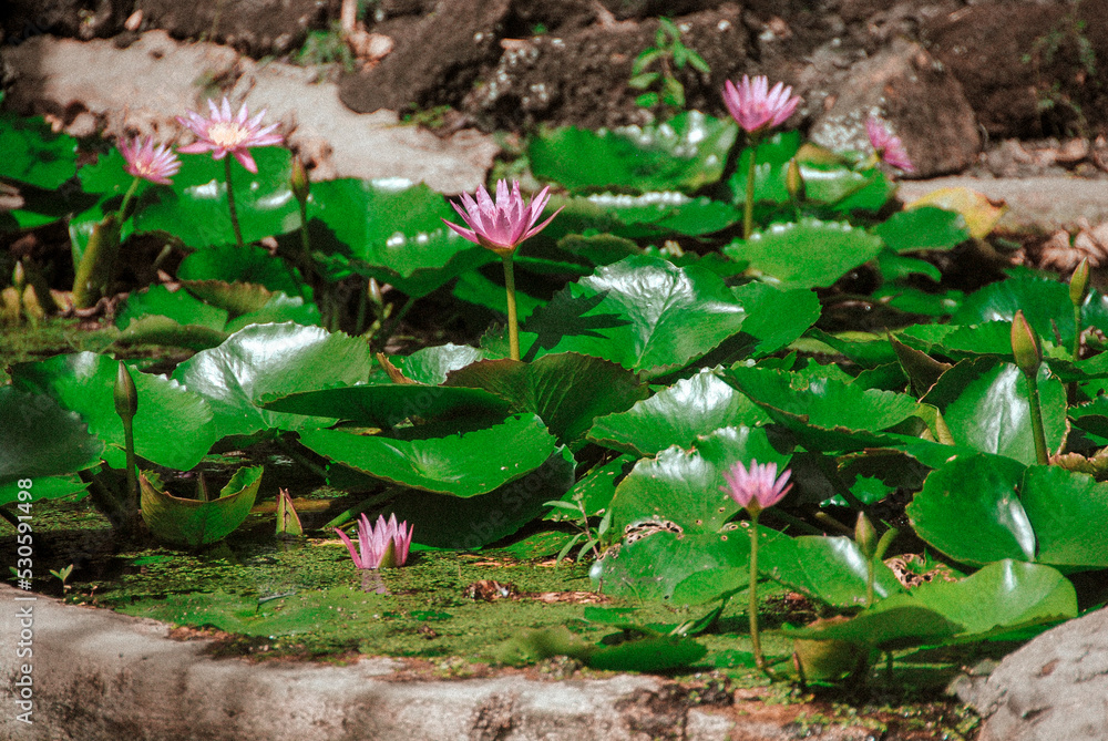 Pink lotus or water lily flowers on pond