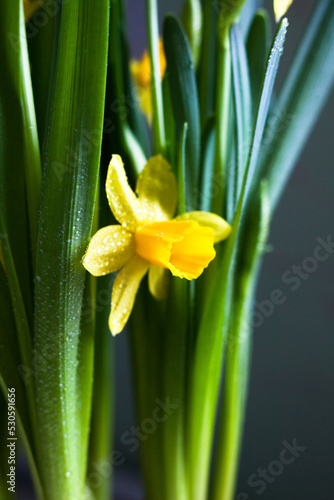 Yellow Narcissus flower