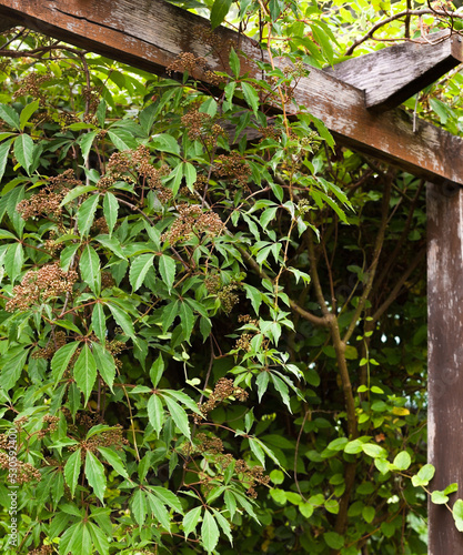 Green ivy in the garden. Wooden beams.