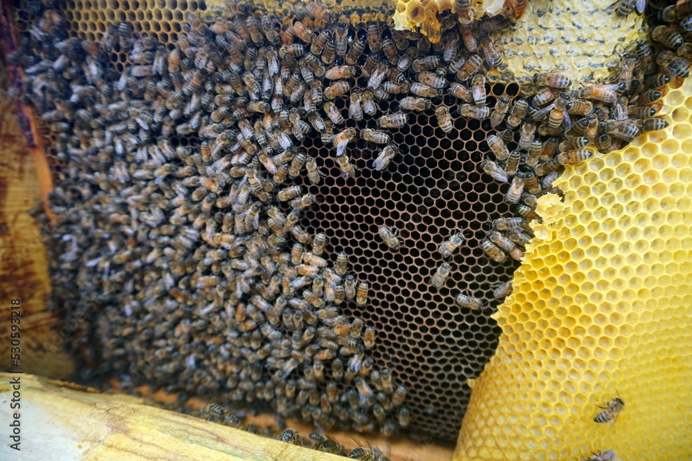 Bees working on honey cells. a bunch of wild bees on the nest make honey Bees working on honey cells. a bunch of wild bees on the nest make honey