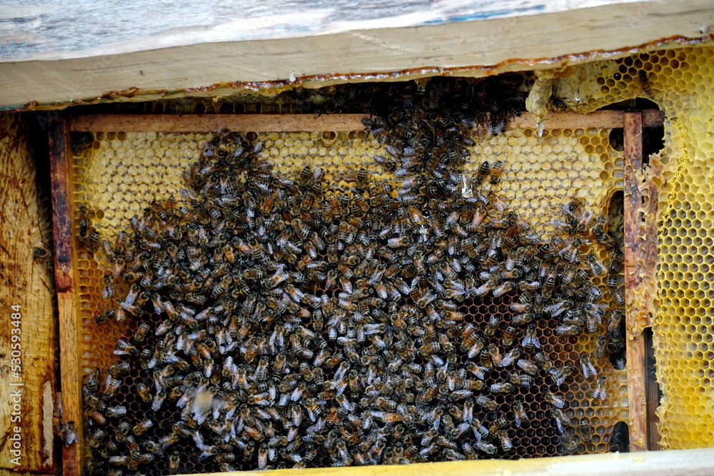 Bees working on honey cells. a bunch of wild bees on the nest make honey Bees working on honey cells. a bunch of wild bees on the nest make honey