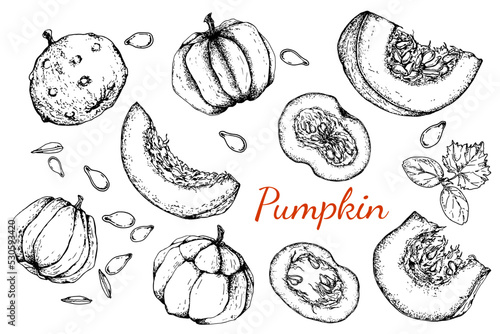 Pumpkin set. Whole and pieces of pumpkin, seeds and plant sprout. Black and white stock illustration. Sketch. Hand drawn. Isolated. Engraving.Great for vegetarian food labeling, packaging and design