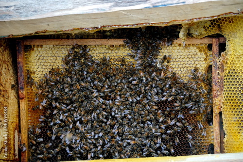 Bees working on honey cells. a bunch of wild bees on the nest make honey