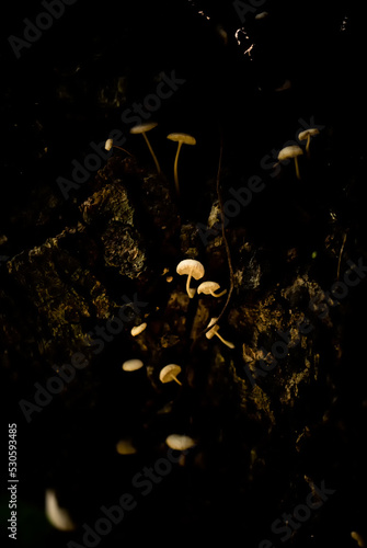 Close-Up Of Mushroom Growing On Bark