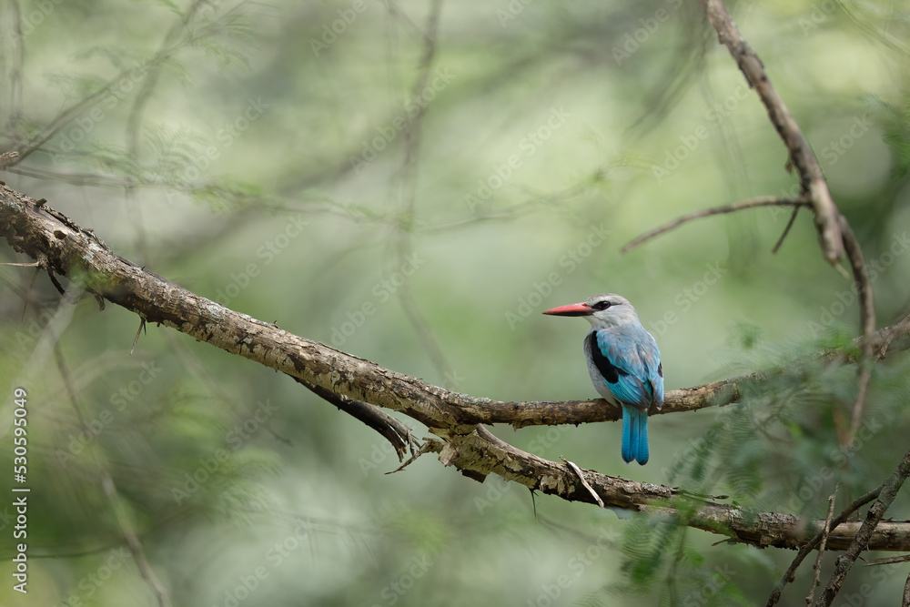 Woodlandkingfisher on branch. Woodlandkingfisher on branch.