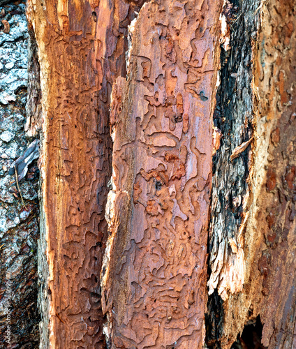Pieces of bark with bark beetle galleries under the bark of a conifer tree, Austria