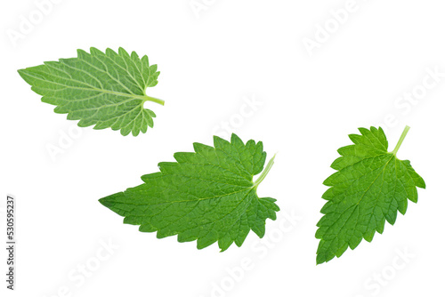 Three fresh melissa leaves isolated on white background. Kitchen herb