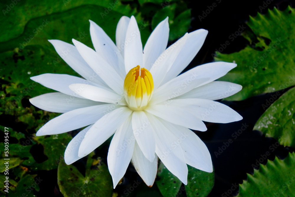 white lotus flower in pond white lotus flower in pond