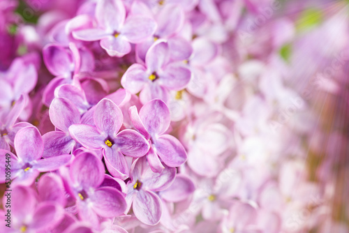 Beautiful lilac flowers bunch background © Roman Ivaschenko