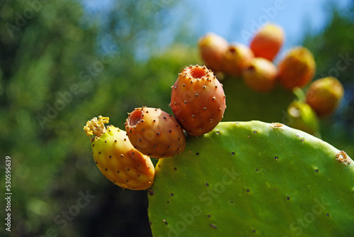 Opuntia Ficus Indica, the prickly pear over blue sky . A species of cactus with edible fruits. Brightness tropical photo photo
