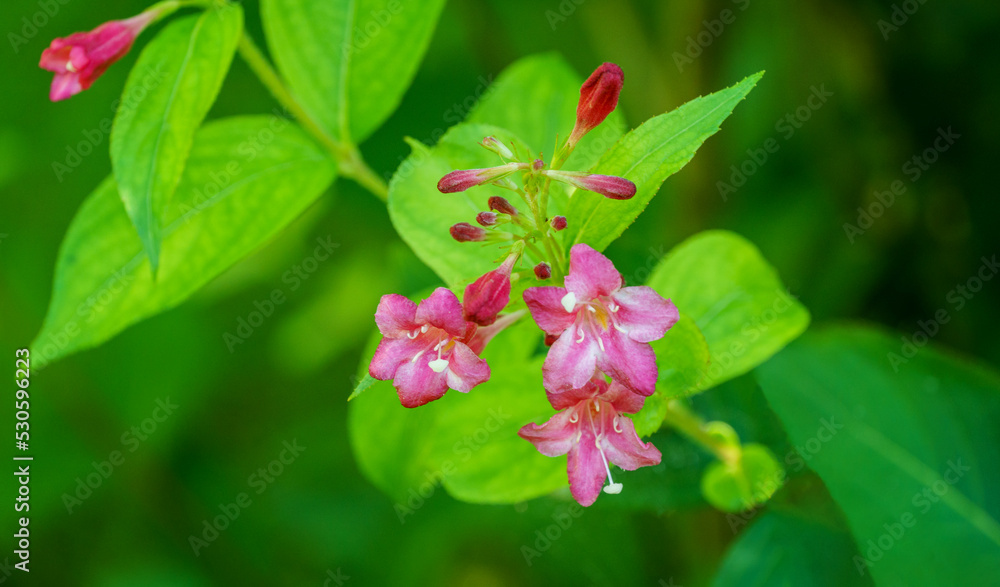 Fototapeta premium Flowering Weigela Bristol Ruby. Selective focus and close-up of beautiful bright pink weigela flowers against evergreen in ornamental garden. Flower landscape for nature wallpaper. 