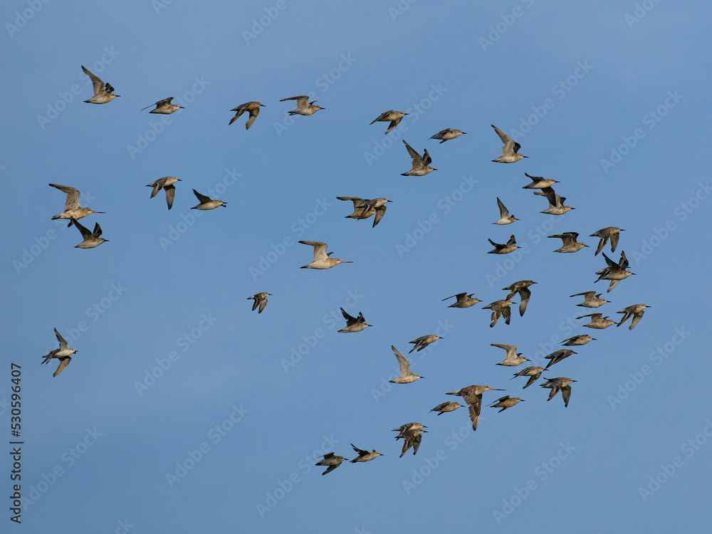 Red knot, Calidris canutus