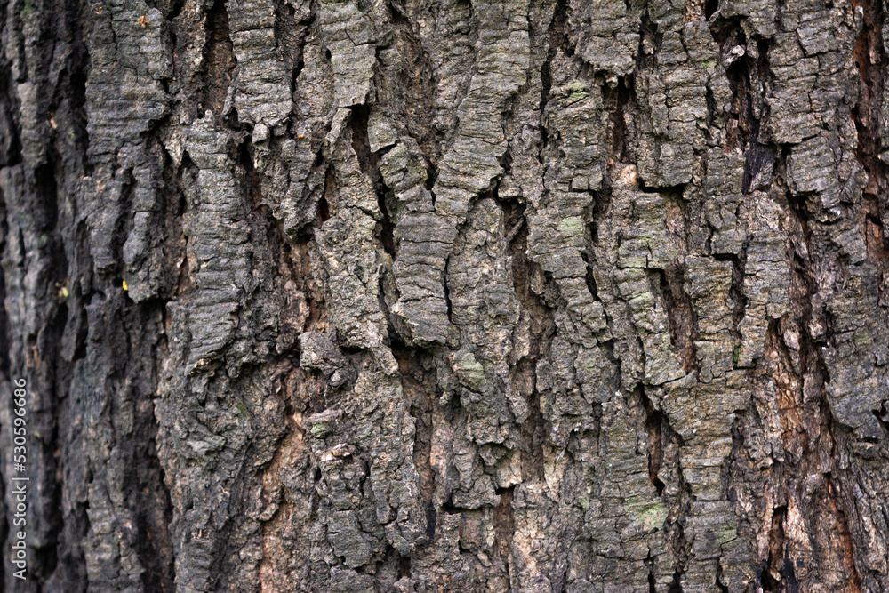 Old Wood Tree Texture Background Pattern. Tree bark. Old Wood Tree Texture Background Pattern. Tree bark.