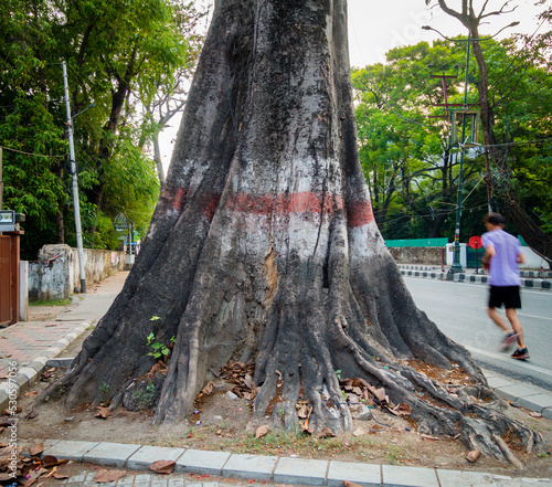 April 13th 2022, Dehradun City Uttarakhand India. A large tree trunk and roots of a tree in th middle of a road at Rajpur area in the city of dehradun. photo