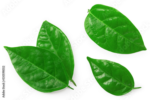 granadilla green leaves isolated on white background. clipping path photo