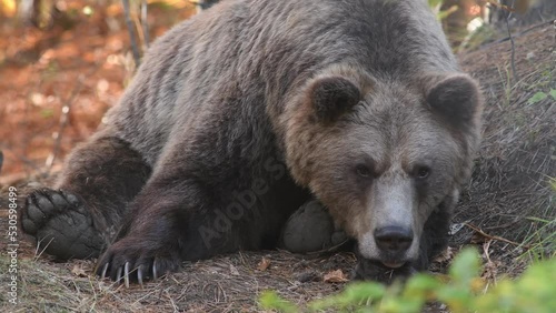 Wallpaper Mural The bear in the wild nature.
 Torontodigital.ca