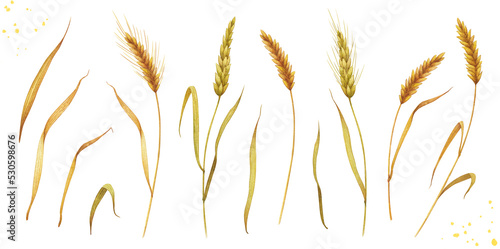 Ears of wheat. Watercolor hand-drawn illustration highlighted on a white background