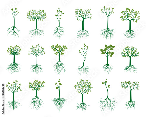 Set vector trees with roots  isolated on white. 