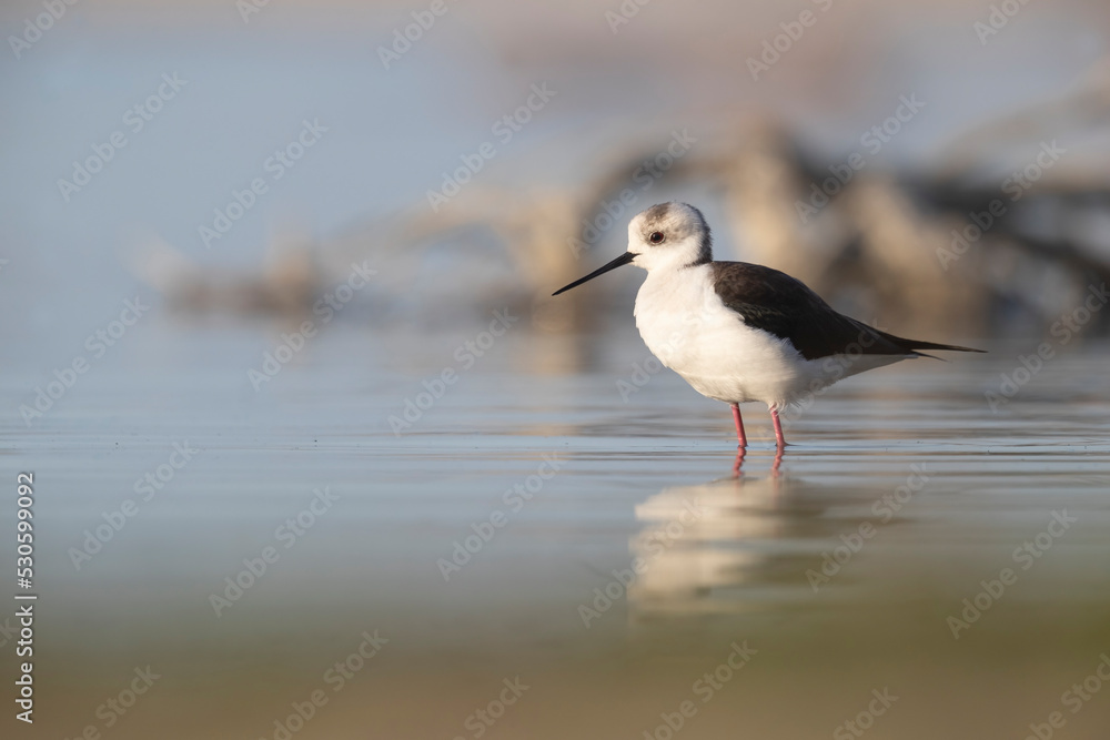 Colorful bird, Black-winged stilt (Himantopus himantopus). Colorful bird, Black-winged stilt (Himantopus himantopus).
