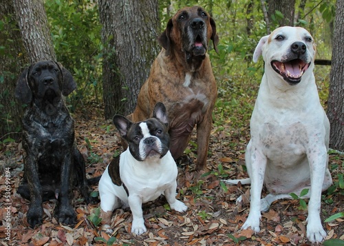 group of dogs