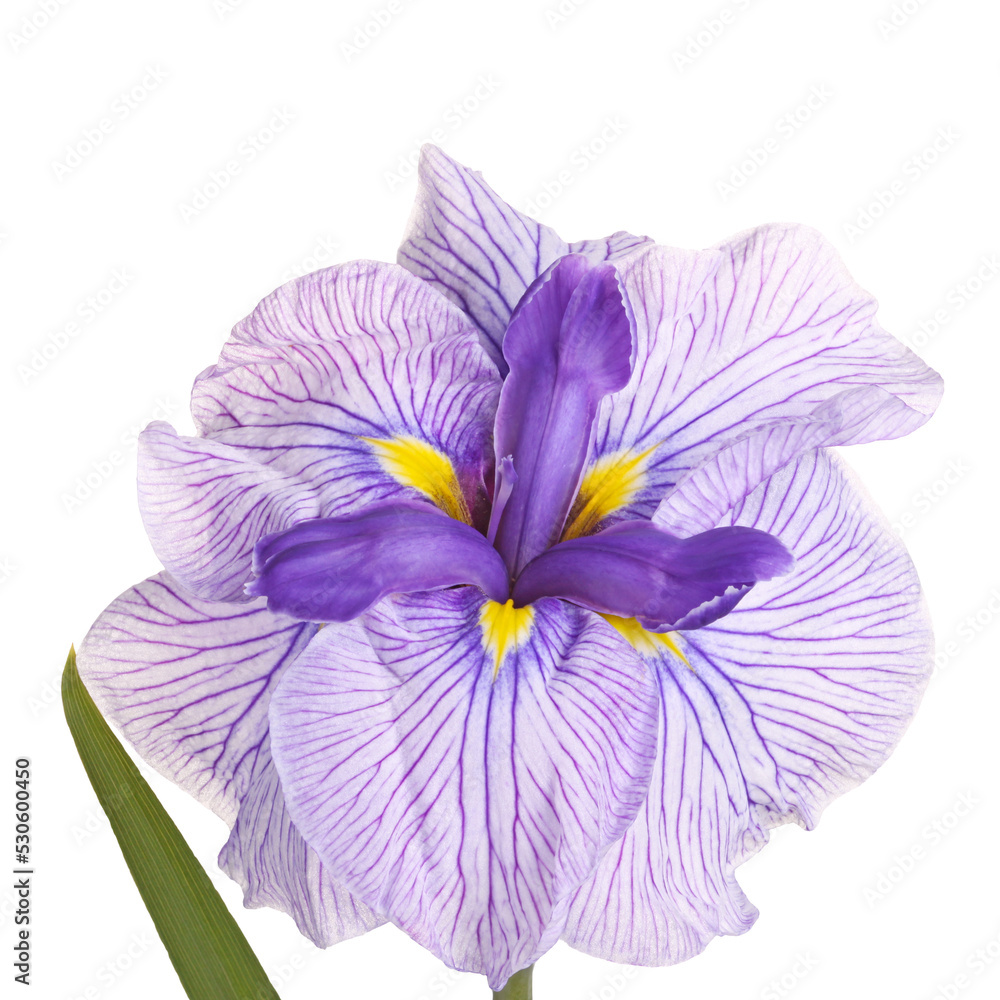 Purple, yellow and white flower of a Japanese iris cultivar (Iris ensata) isolated
