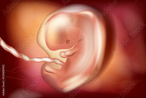 Human embryo in the uterus, six-seven weeks old gestational age. Embryonic period. Human fetus photo