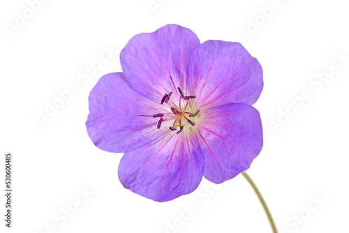 Single bright purple and red flower of the cultivated Geranium isolated