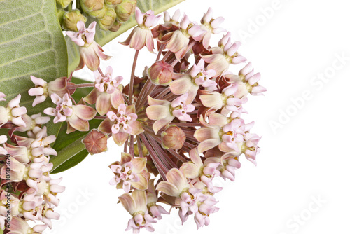 Closeup of a cluster of flowers of common milkweed or butterfly flower (Asclepias syriaca) isolated photo