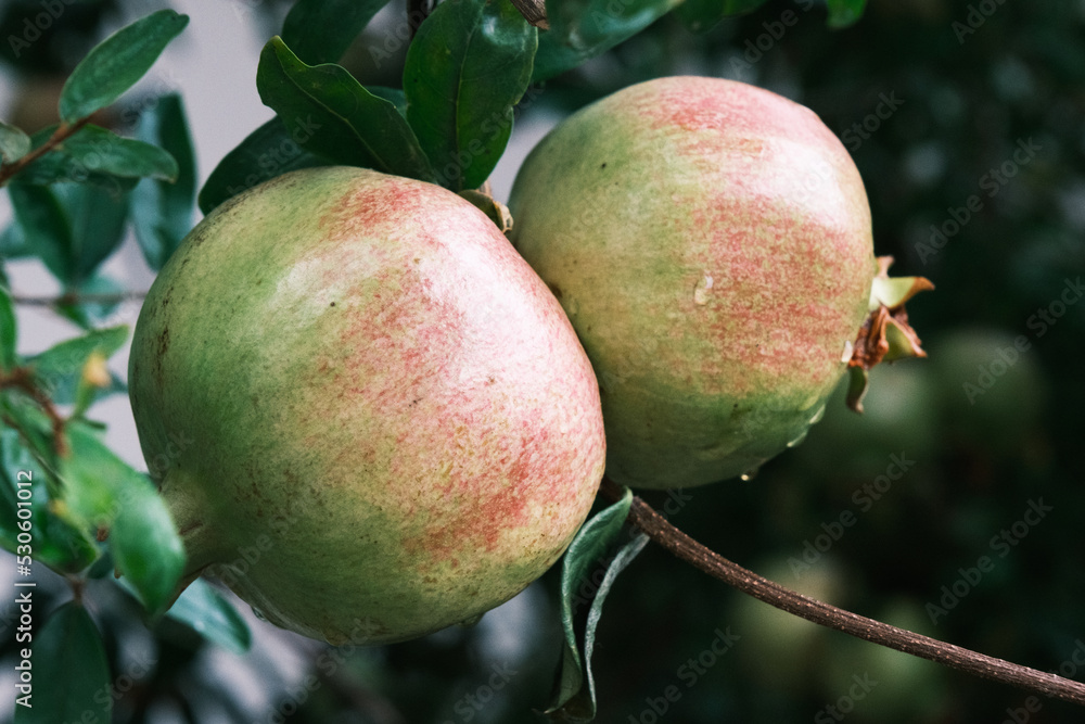 Green pomegranates on the tree brunch, closeup, raw granatums in September garden, outdoor, botanical background. Green pomegranates on the tree brunch, closeup, raw granatums in September garden, outdoor, botanical background.