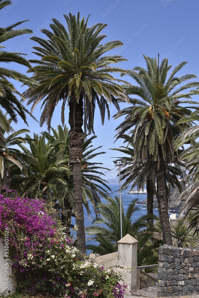 Canary Islands Tenerife Atlantic Ocean Coast Palm Trees 