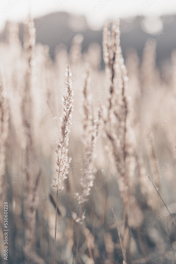 Pampas grass in autumn. Natural background. Dry beige reed. Pastel neutral colors and earth tones. Banner. Selective focus. Pampas grass in autumn. Natural background. Dry beige reed. Pastel neutral colors and earth tones. Banner. Selective focus.