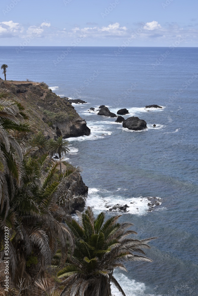 Canary Islands Tenerife Atlantic Ocean Coast Palm Trees 