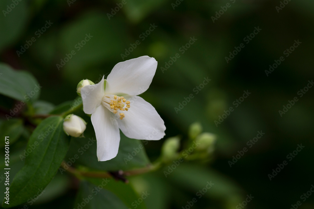 Philadelphus They are named mock-orange in reference to their flowers, flowers and jasmine Jasminum Philadelphus They are named mock-orange in reference to their flowers, flowers and jasmine Jasminum