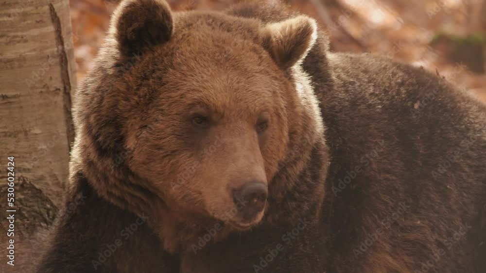 A bear in the wild nature.
A bear in the wild nature.
