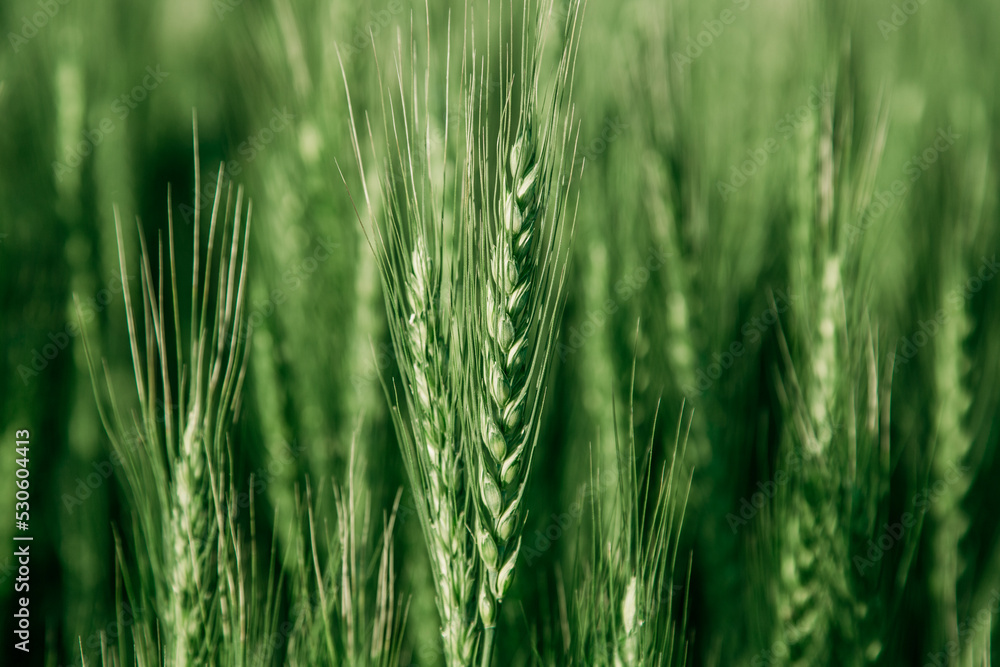 Green wheat field close up image. Agriculture scene Green wheat field close up image. Agriculture scene