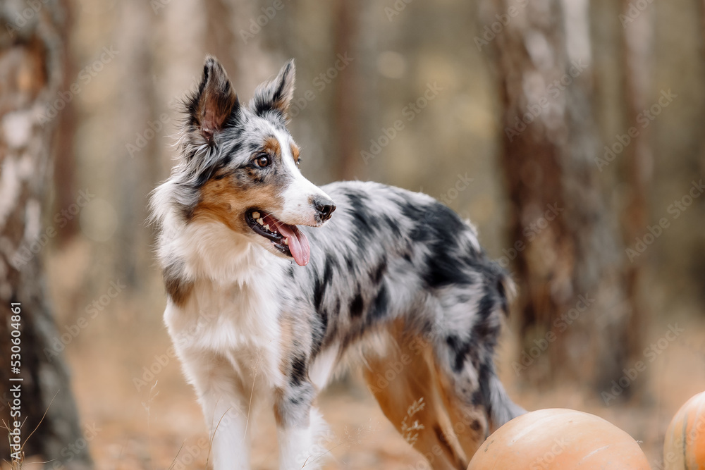 Dog with pumpkins. Halloween holidays. Border Collie Dog with pumpkin. Harvest. Thanksgiving day. Blue Heeler dog 
