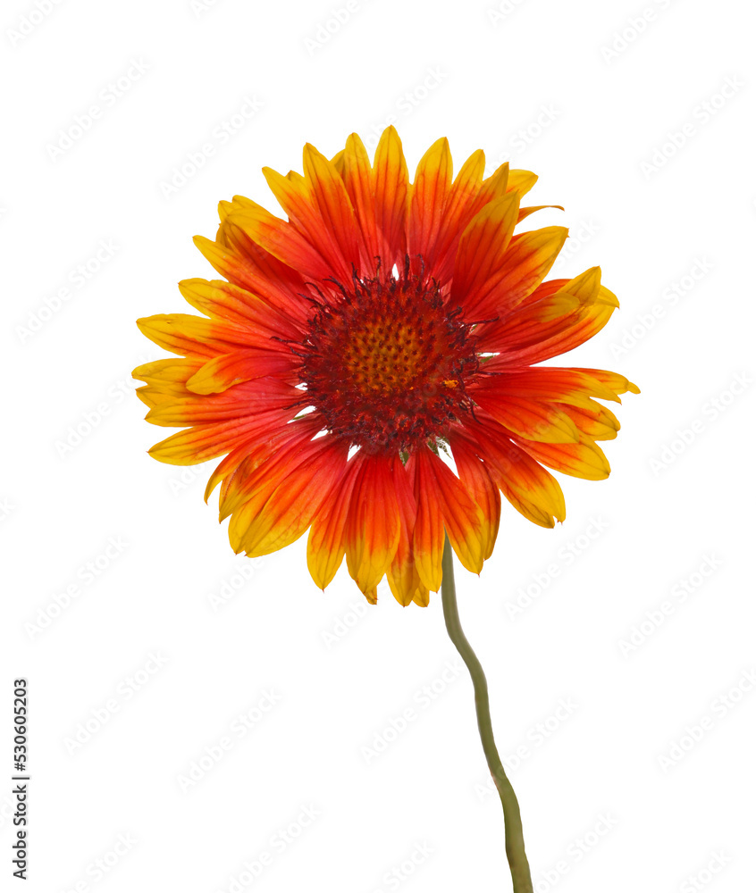 Red and yellow flower of the perennial Indian blanketflower, also known