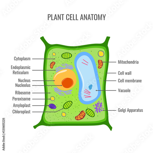 Plant cell structure, anatomy of a biological cell with labeled parts. cross section of a plant cell. Plant cell anatomy vector image. 
