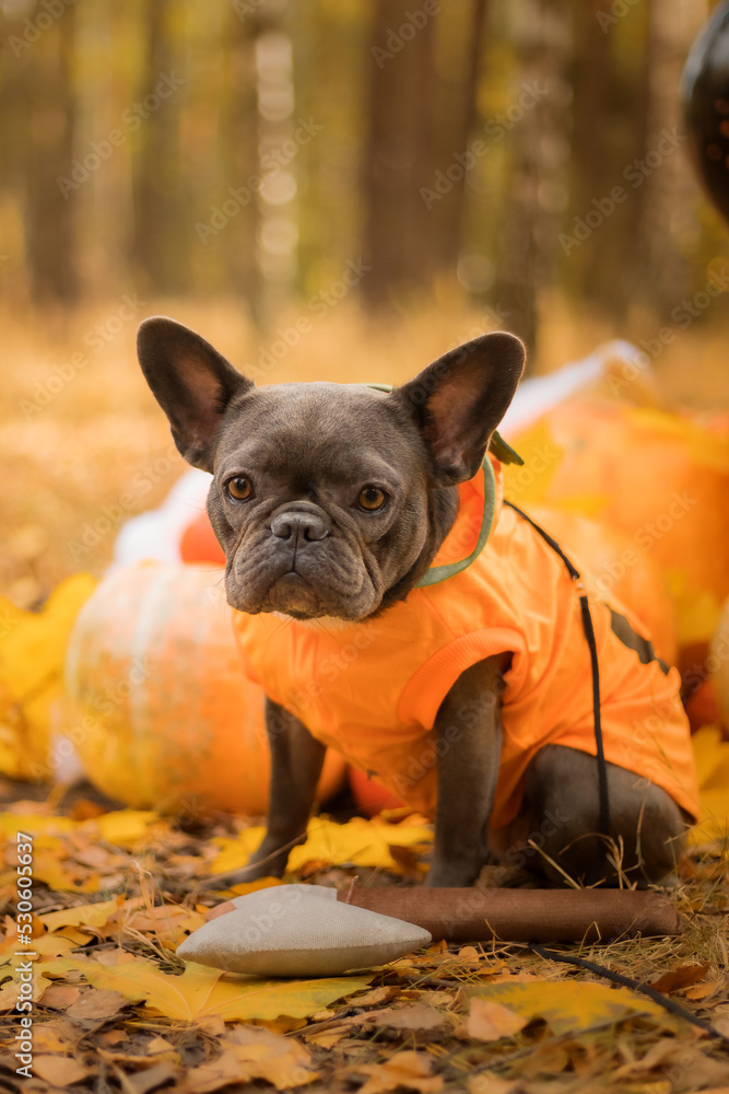 Halloween and Thanksgiving Holidays. Dog with pumpkins in the forest. Cute French Bulldog.  Dog costume for Halloween 