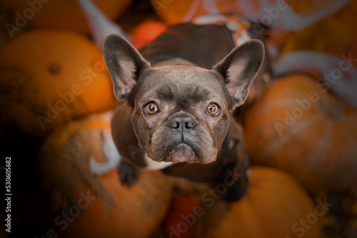 Halloween and Thanksgiving Holidays. Dog with pumpkins in the forest. Cute French Bulldog.  Dog costume for Halloween  © OlgaOvcharenko