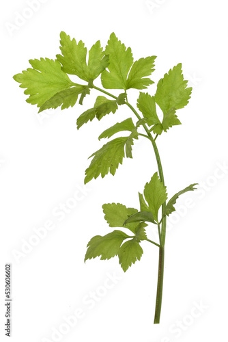 Wallpaper Mural Apium graveolens var. secalinum Torontodigital.ca