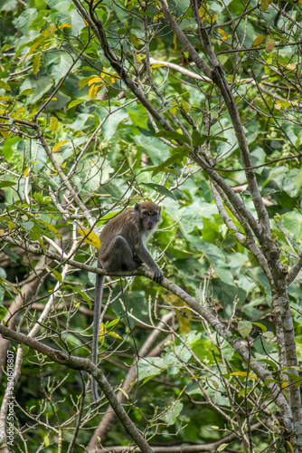 Long tailed Macaque sitting on a tree branch in the forest of Mount Seulawah Inong, Aceh, Indonesia. © Azmil