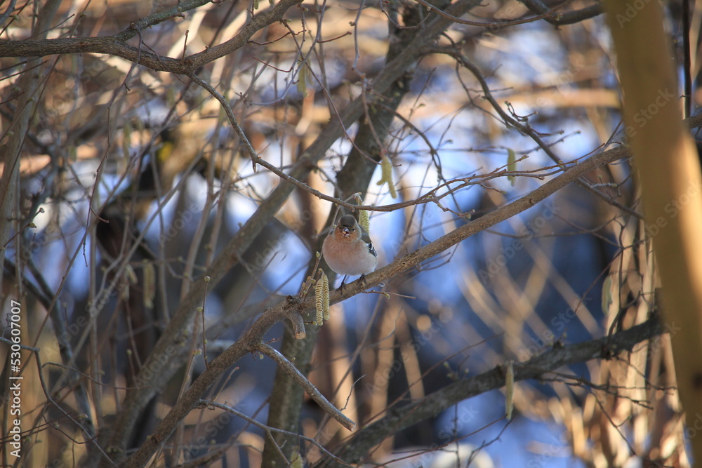 chaffinch on a branch chaffinch on a branch