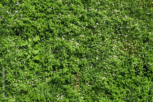 green street ivy top view