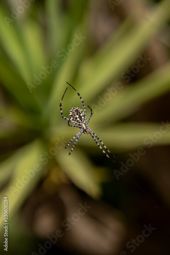 Large spider weaving spider web in the garden. tiger spider argiope lobata photo