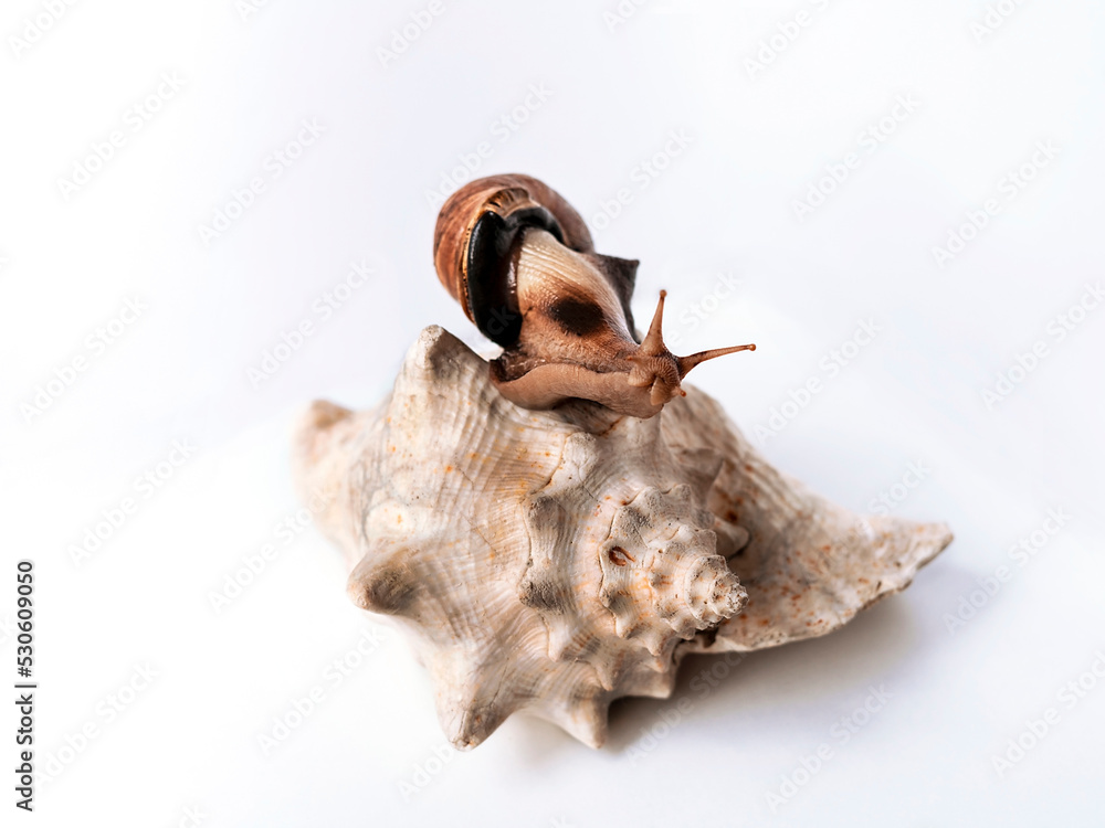 Fototapeta premium Large Achatina snail on giant empty shell of another on white background Tropical African land mollusc Achatina fulica close up Marine animals ecosystem concept of buying rental new home bigger house