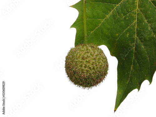 Konstfotografi Plane tree, sycamore leaf and seed pod isolated on white