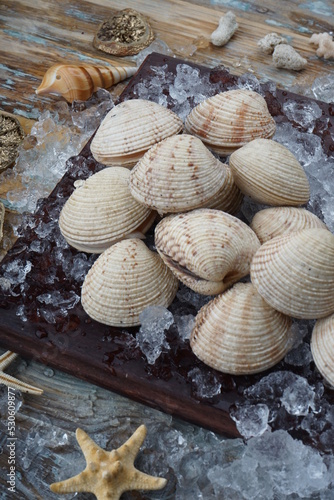 sea ​​mollusks in a white shell on a wooden board with ice macro photo
